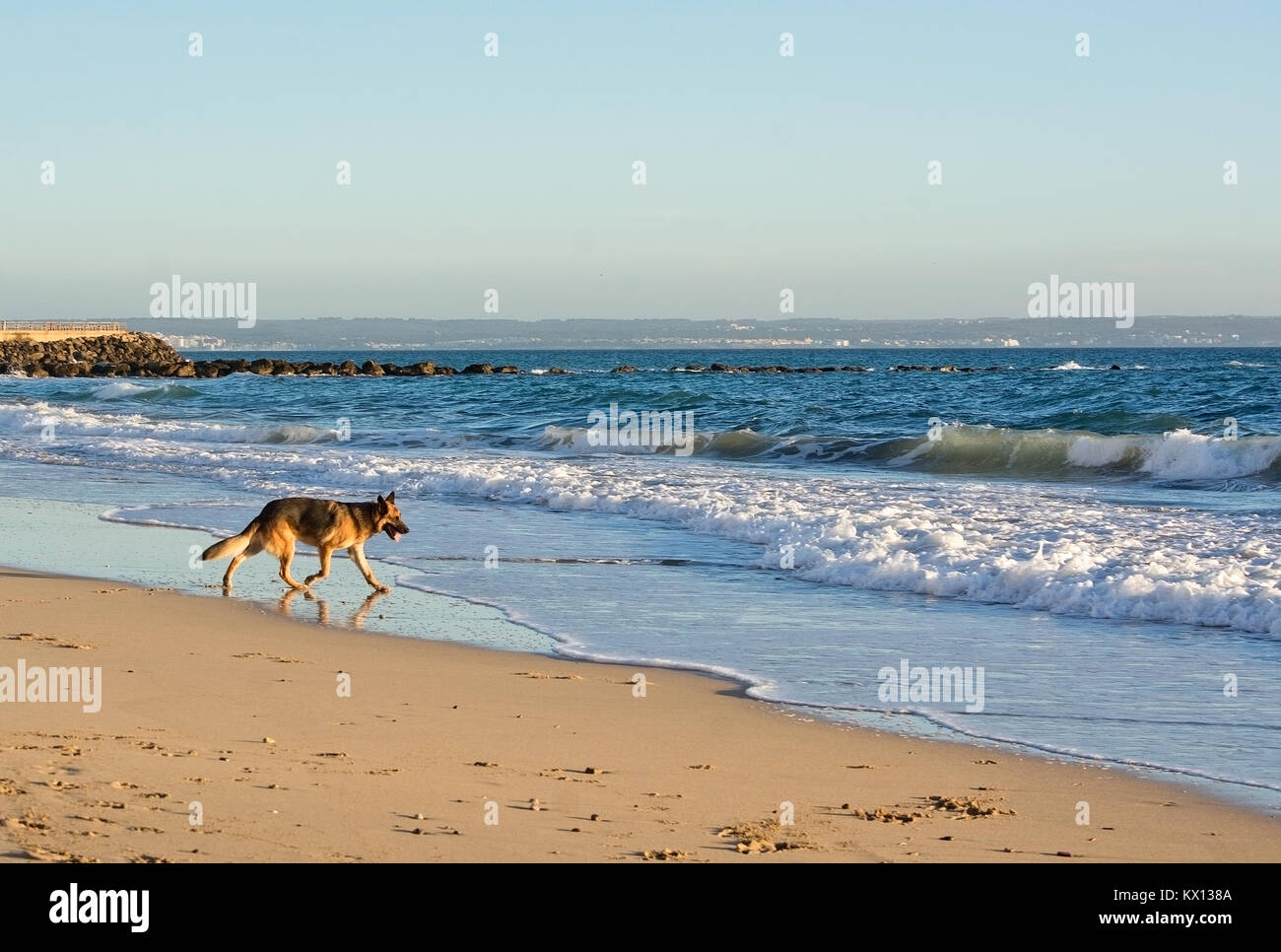 Felice pastore tedesco cane gioca sulla spiaggia in un assolato pomeriggio invernale in gennaio a Mallorca, Spagna. Foto Stock