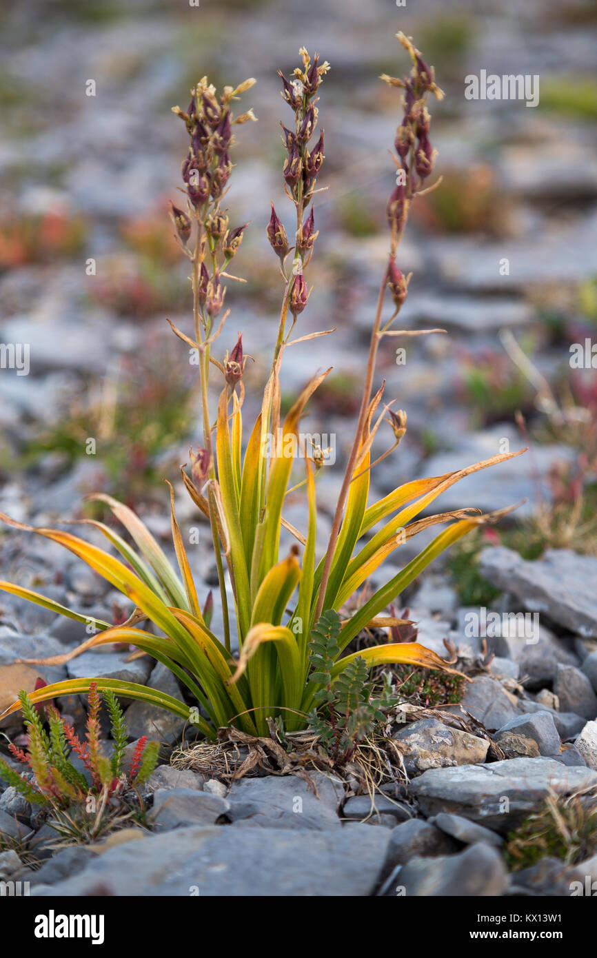 Un piccolo tundra alpina di crescita della pianta da le rocce che compongono il passaggio dell uragano nel Teton Mountains. Jedediah Smith Wilderness, Wyoming Foto Stock