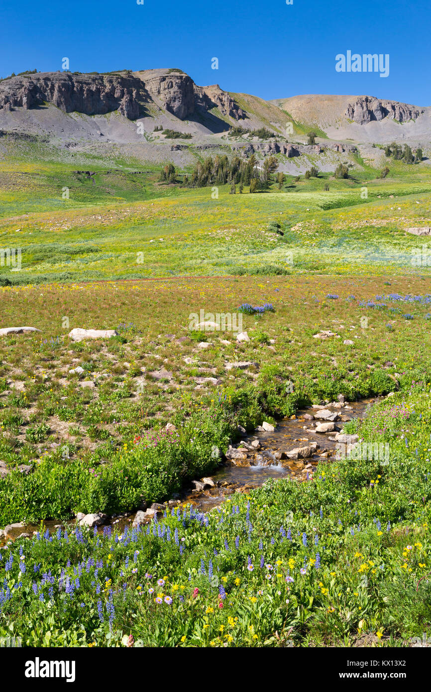 Un piccolo ruscello che scorre attraverso un ampio campo di alpini di fiori selvatici di montagna in Alaska bacino lungo i Teton Crest Trail. Jedediah Smith Wilderness, Foto Stock