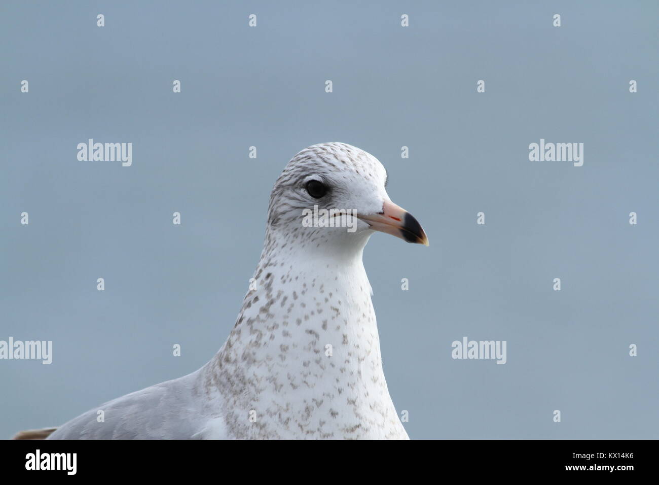 Slaty-backed Gull, 3/4 headshot, Carolina Beach, NC Foto Stock