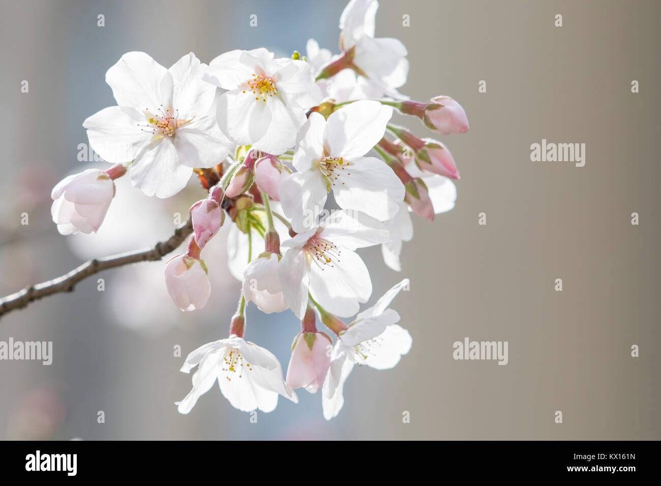 Sakura，Cherry Blossom Foto Stock