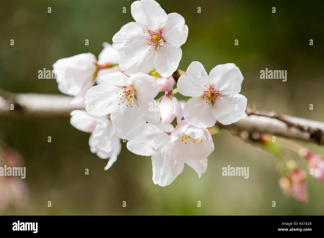 Sakura，Cherry Blossom Foto Stock