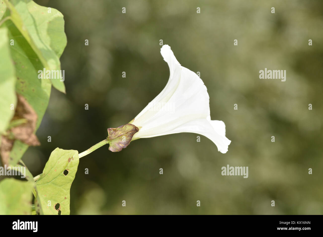 Hedge Centinodia - Calystegia sepium Foto Stock