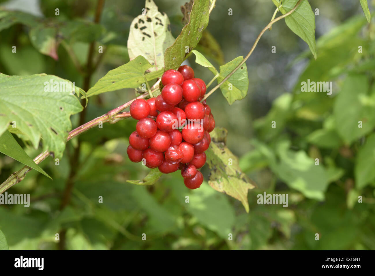Viburno-rose - Viburnum opulus Foto Stock