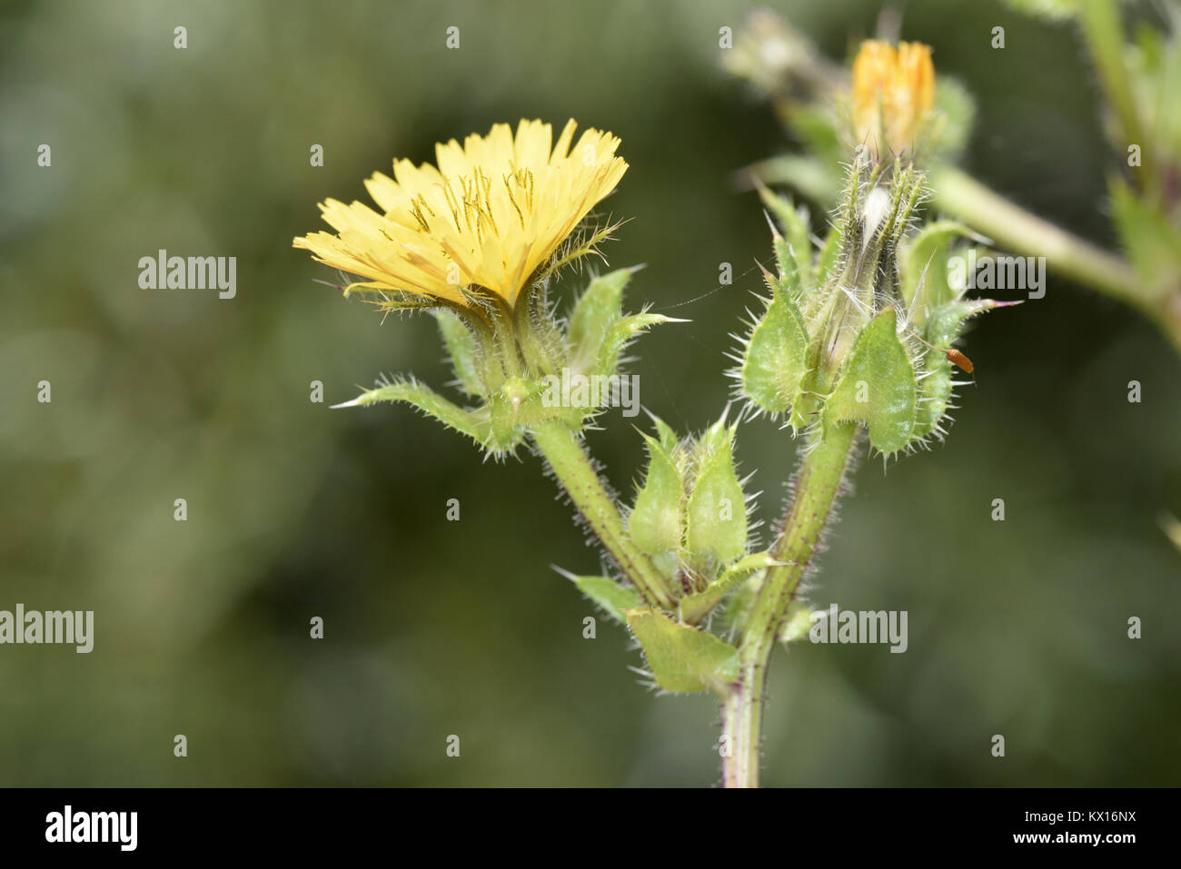Ispido Ox-linguetta - Helminthotheca echioides Foto Stock
