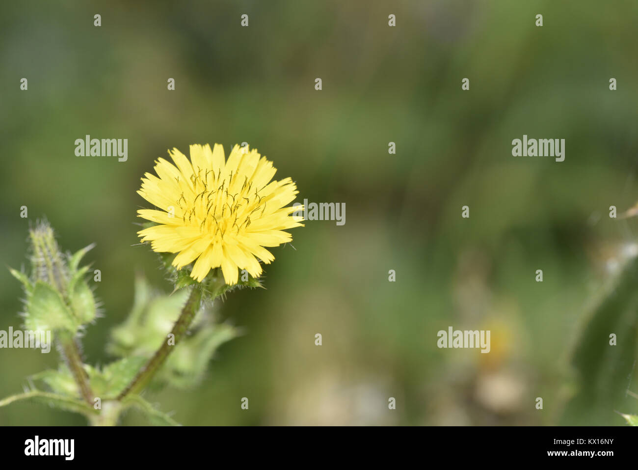 Ispido Ox-linguetta - Helminthotheca echioides Foto Stock