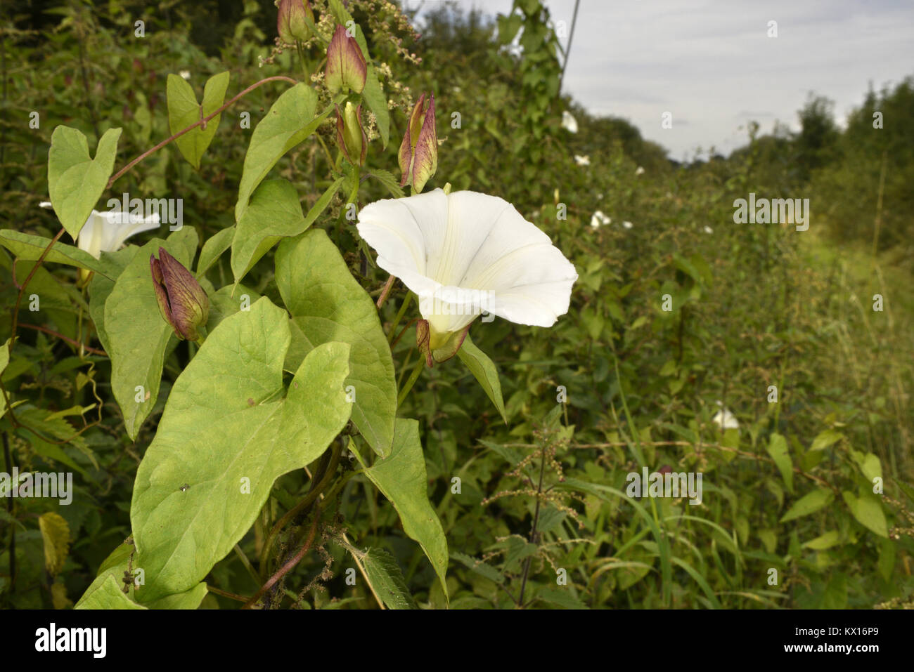 Hedge Centinodia - Calystegia sepium Foto Stock