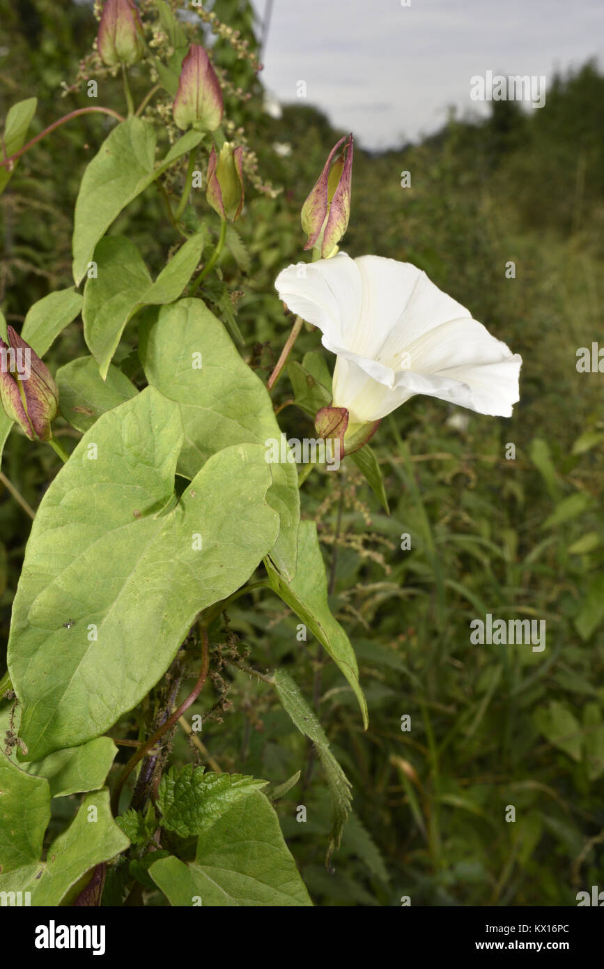Hedge Centinodia - Calystegia sepium Foto Stock