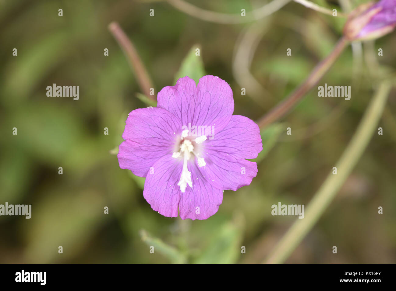 Grande Willowherb - Epilobium hirsutum Foto Stock