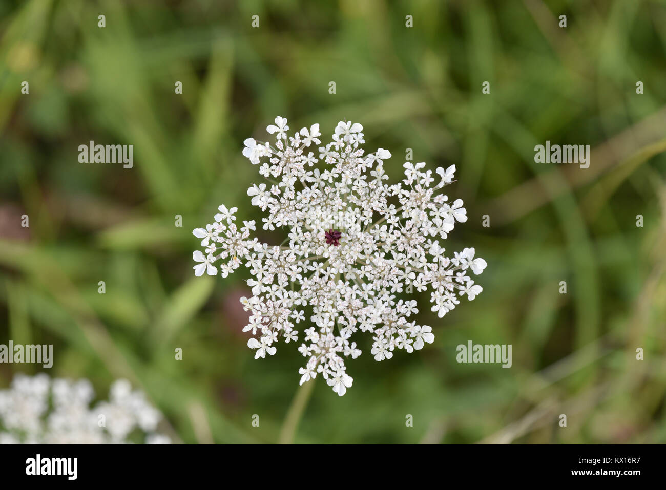 Wild carota - Daucus carota Foto Stock
