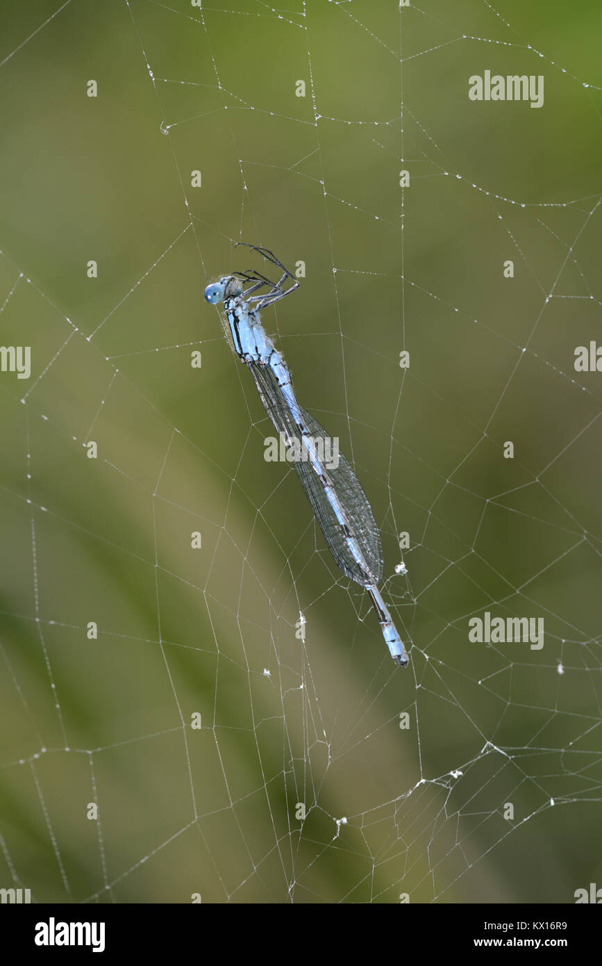 Comune Damselfly blu - Enallagma cyathigerum Foto Stock