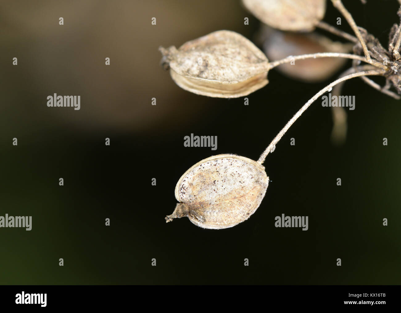 Hogweed - Heracleum sphondylium Foto Stock