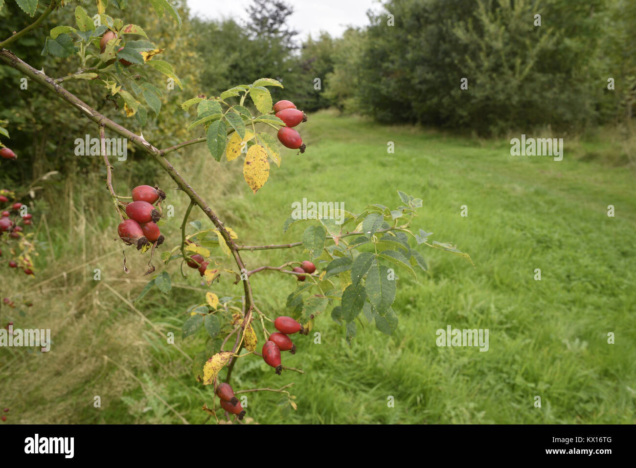 Rosa canina - Rosa canina Foto Stock
