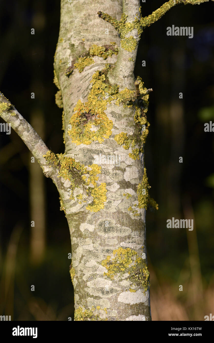 I licheni sulla corteccia di albero Foto Stock