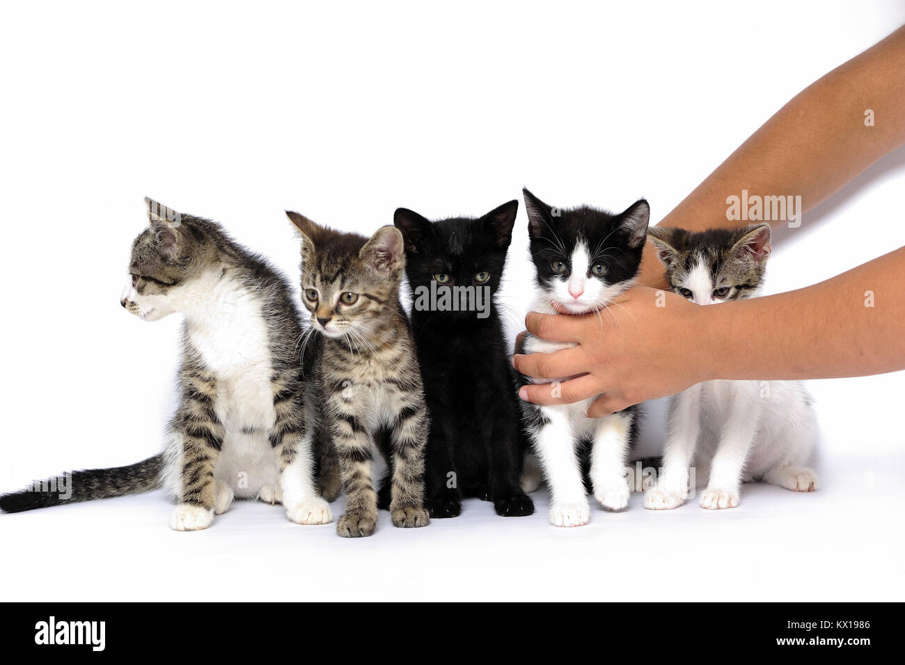 Gatti, formazione, giovani, bello e sano, capelli, interessante, animali, Foto Stock