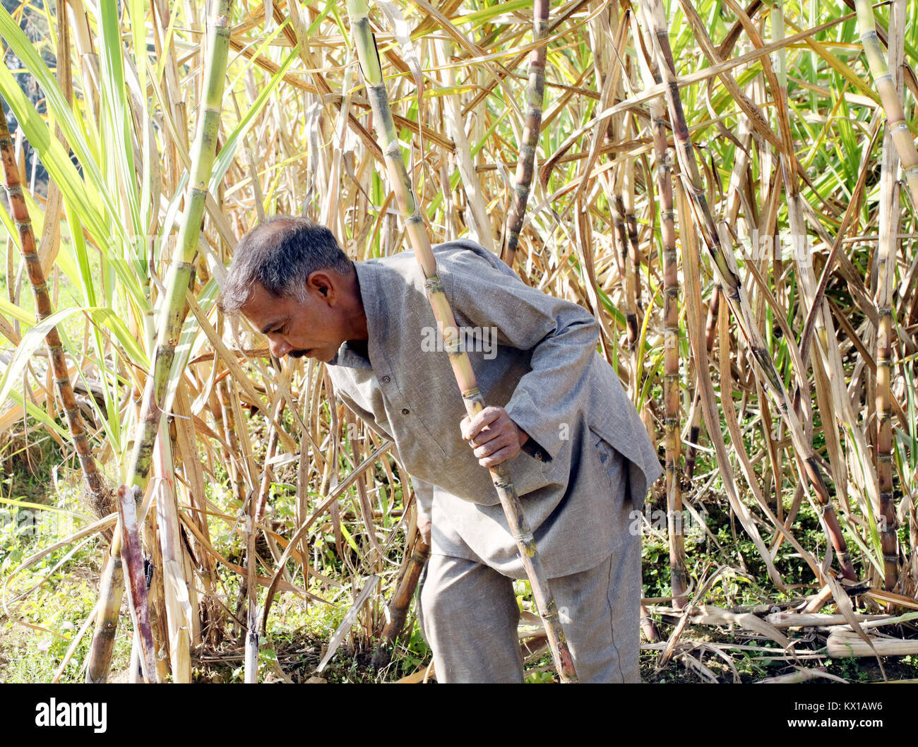 Jammu, India. 06 gen 2018. Indian gli agricoltori che lavorano in campi di canna da zucchero nel pomeriggio in Jammu. Credito: Shilpa Thakur/Pacific Press/Alamy Live News Foto Stock