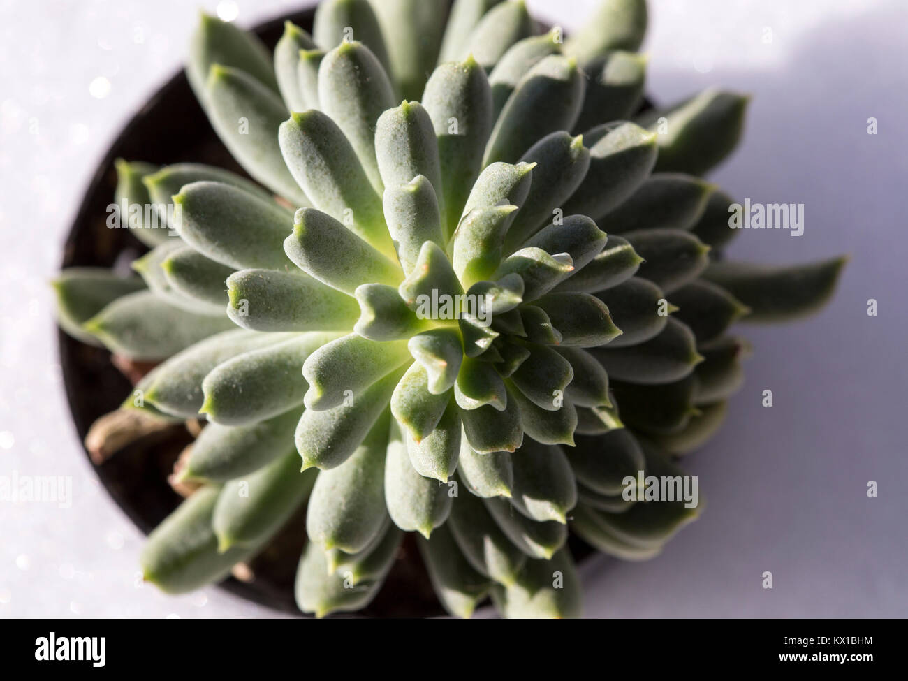 Succulenta pianta verde shot in appena scesa la neve. Foto Stock