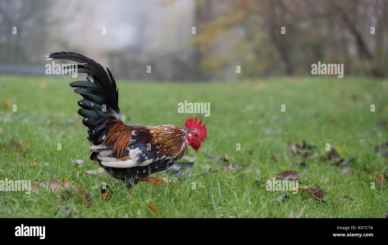 La Rooster pascolare nel campo di fattoria Foto Stock