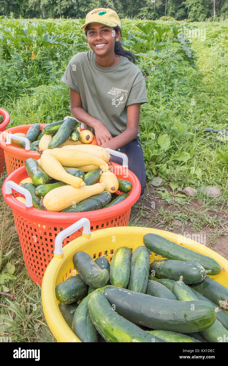 Azienda Agricola volontari con appena preso la verdura per il Worcester, MA food bank Foto Stock