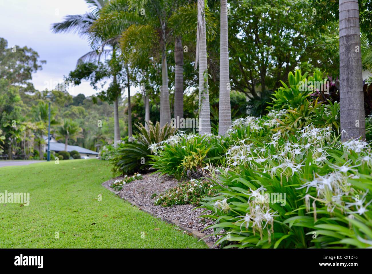 Australian giardini residenziali, Sunshine Coast, Queensland, Australia Foto Stock