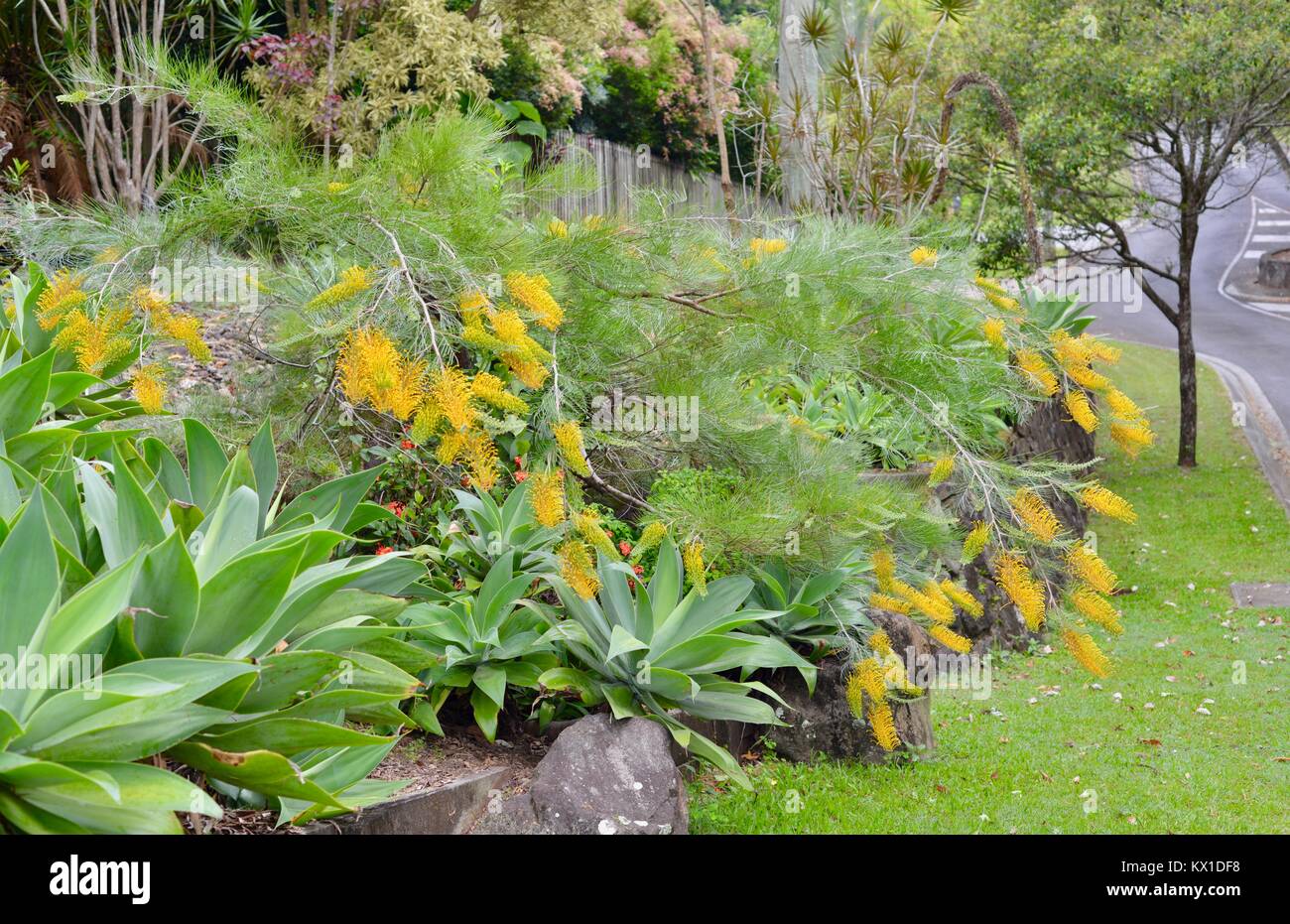 Australian giardini residenziali, Sunshine Coast, Queensland, Australia Foto Stock