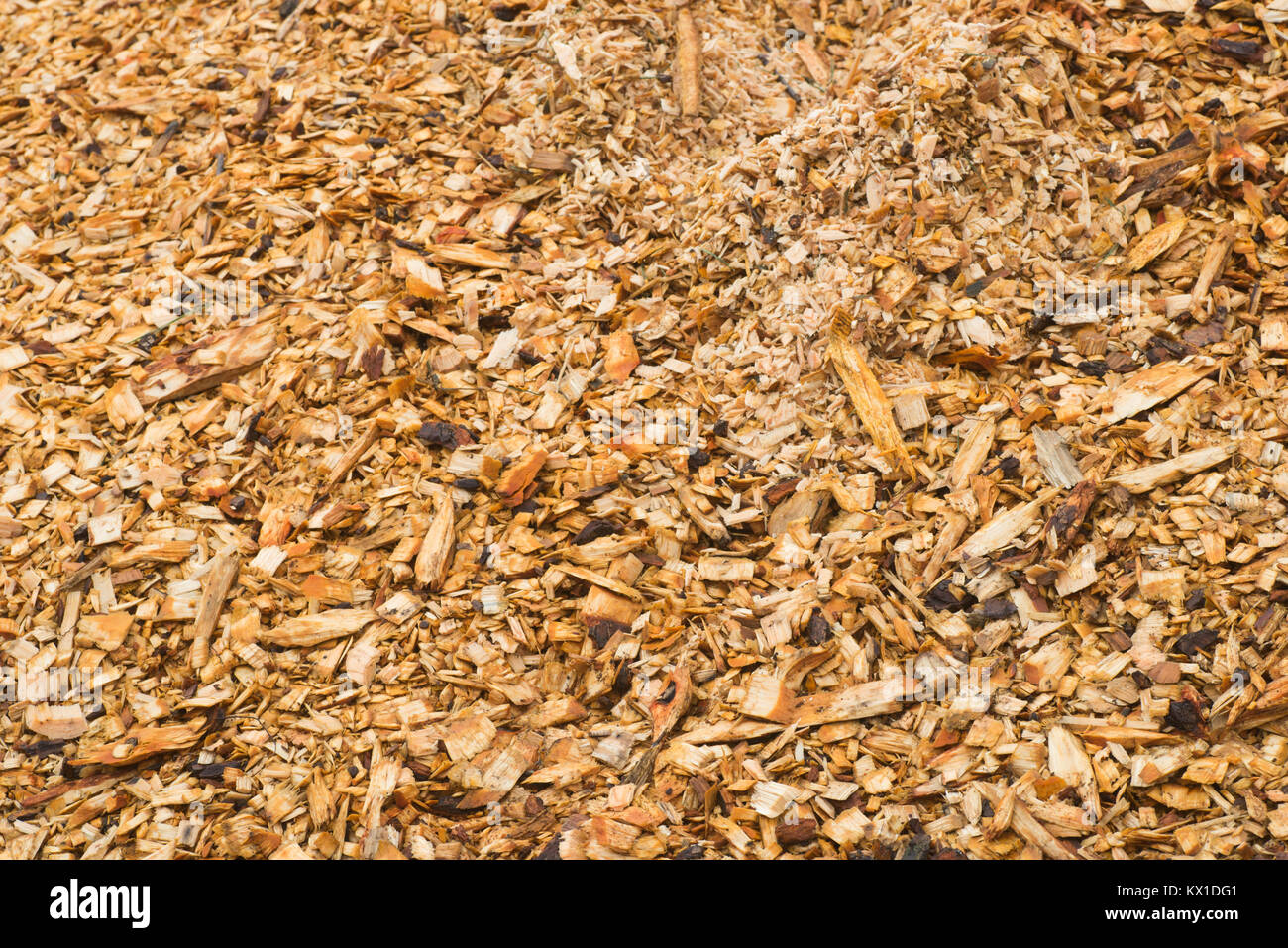 Segatura di legno stack nella foresta Foto Stock