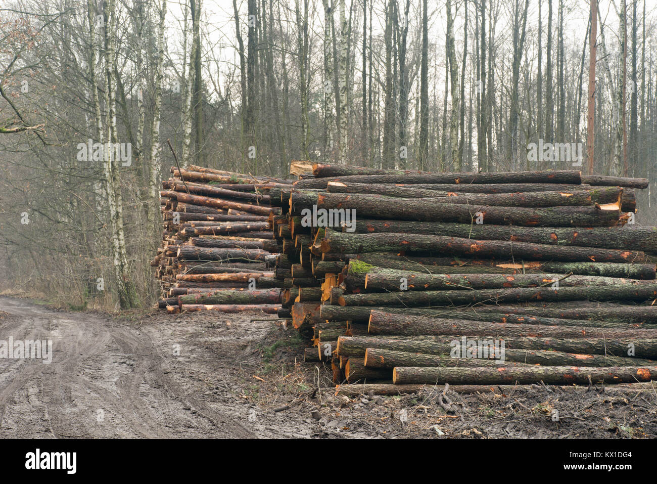 Pila di tagliare i registri ad albero nella foresta Foto Stock