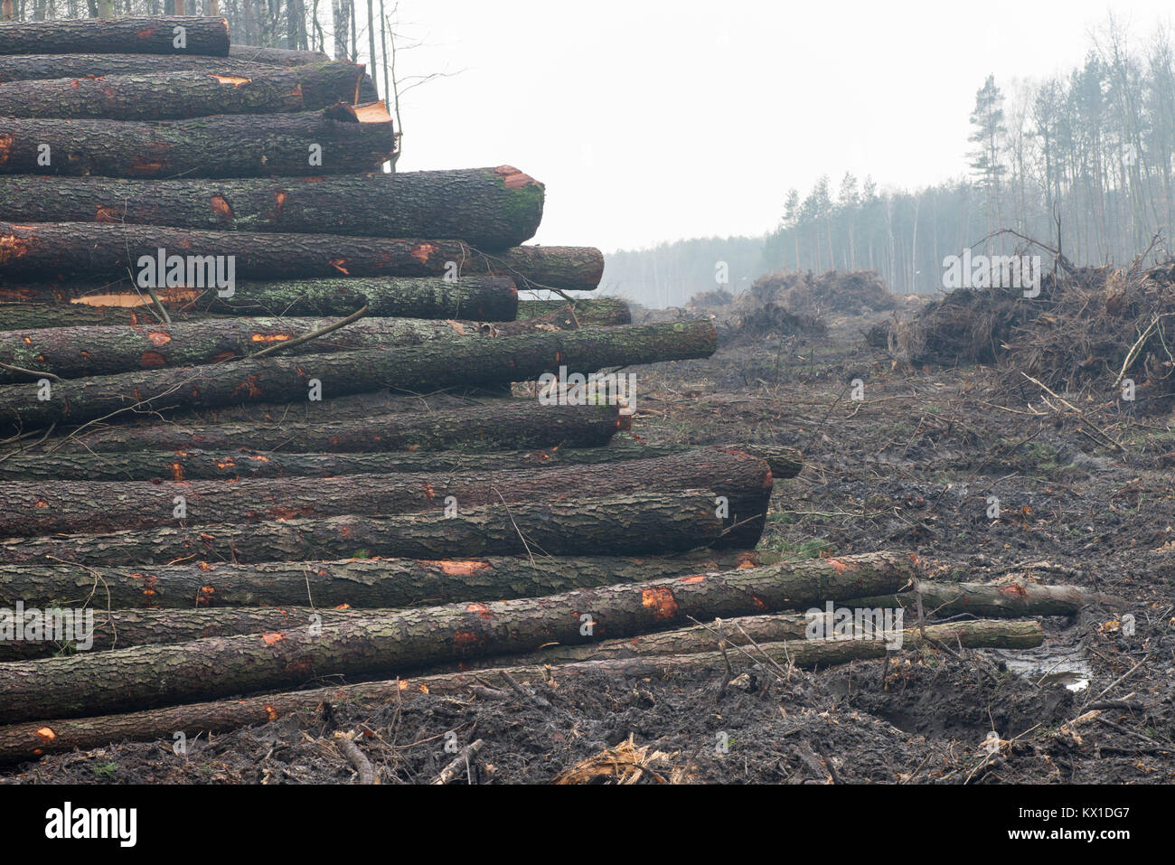Pila di tagliare i registri ad albero nella foresta Foto Stock