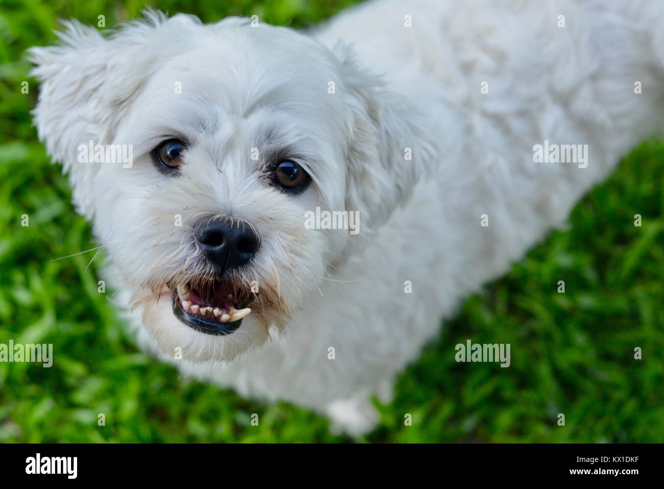 Ritratto di un simpatico soffici cane bianco su uno sfondo di erba, Sunshine Coast, Queensland, Australia Foto Stock Ritratto di un simpatico soffici cane bianco su uno sfondo di erba, Sunshine Coast, Queensland, Australia Foto Stock