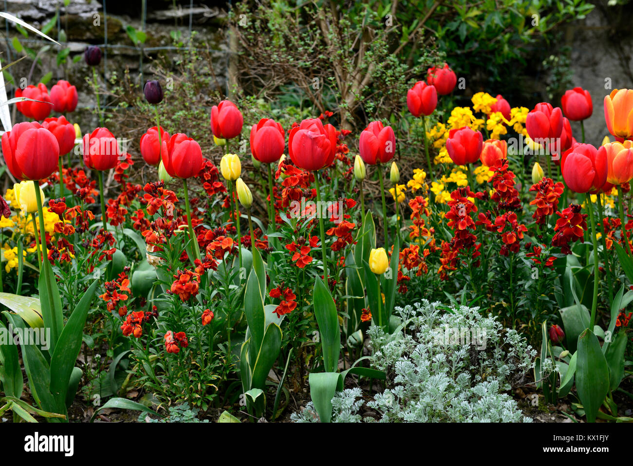 Tulipa apeldoorn,tulipa golden oxford,,tulip,tulipani,rosso,giallo,Erysimum cheiri Fire re,wallflowers,fiori,fioritura,RM Floral Foto Stock