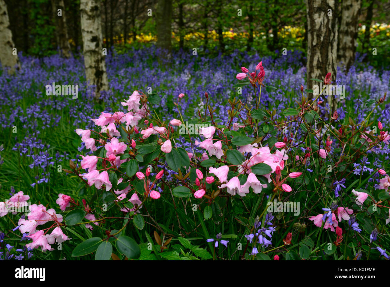 Rosa rododendri,bluebells,Hyacinthoides non scripta,fiori,fiore,fioritura,Molla,legno,woodland,all'ombra,ombroso ombreggiate,giardino,giardinaggio,impianto combi Foto Stock