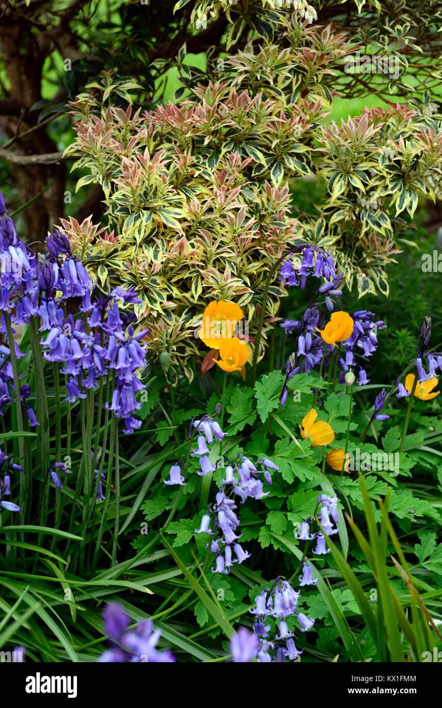 Bluebells,sarcococca,tulipani,tulipa,il papavero,papaveri,suburban,piccola,giardino,giardino,giardinaggio,RM Floral Foto Stock