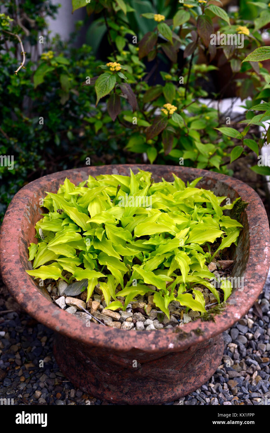 Hosta lime,hosta,miniatura,piccola,dwarf,,varietale delle cultivar,terracotta,pot,contenitore,giardinaggio,giardino,RM Floral Foto Stock