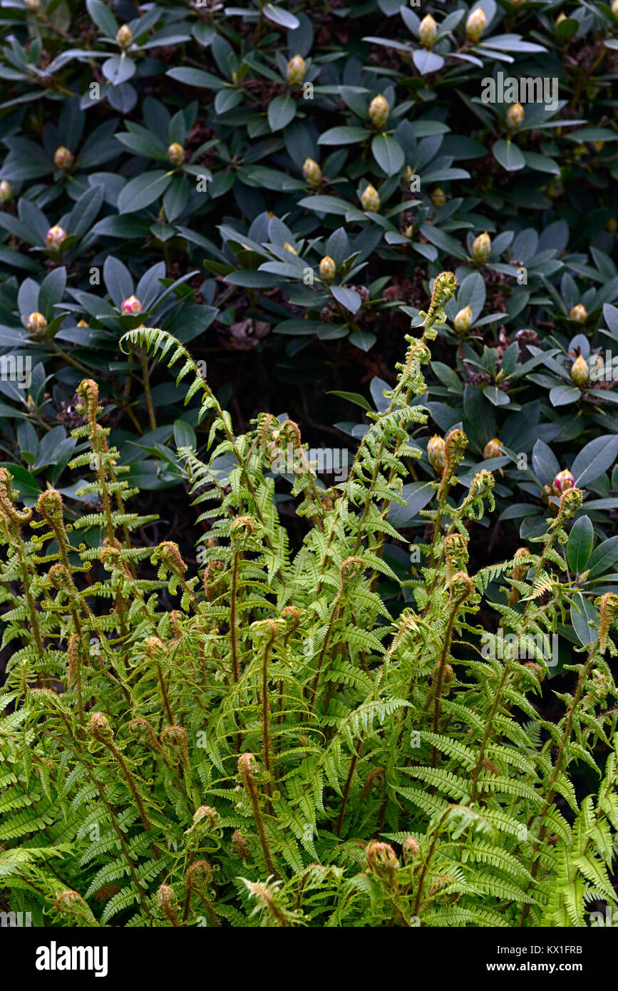 Matteuccia struthiopteris,struzzo fern,frond,fronde,distendere,dispiegarsi,Molla,rododendri,bud,gemme,legno,woodland,all'ombra,ombroso ombreggiate,giardino,RM Floral Foto Stock