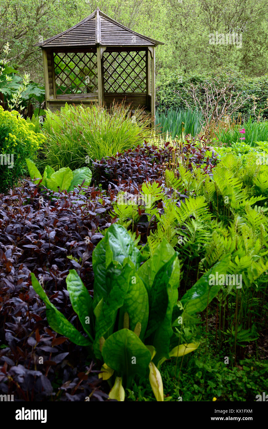 Onocla sensibilis,felce sensibile,Lysichiton americanus,cavolo spazzato,umido,boggy,umido,giardino,pagoda,foglie,fogliame,RM floreale Foto Stock