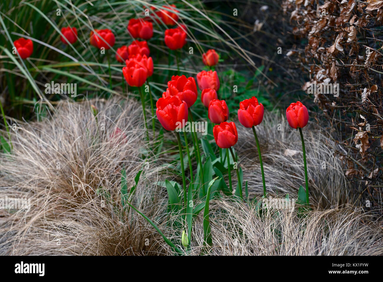 Tulipa apeldoorn,tulip,tulipani,rosso,flower.Fiori,fioritura,l'erba,erbe,mix,miscelati,bed,confine,RM Floral Foto Stock