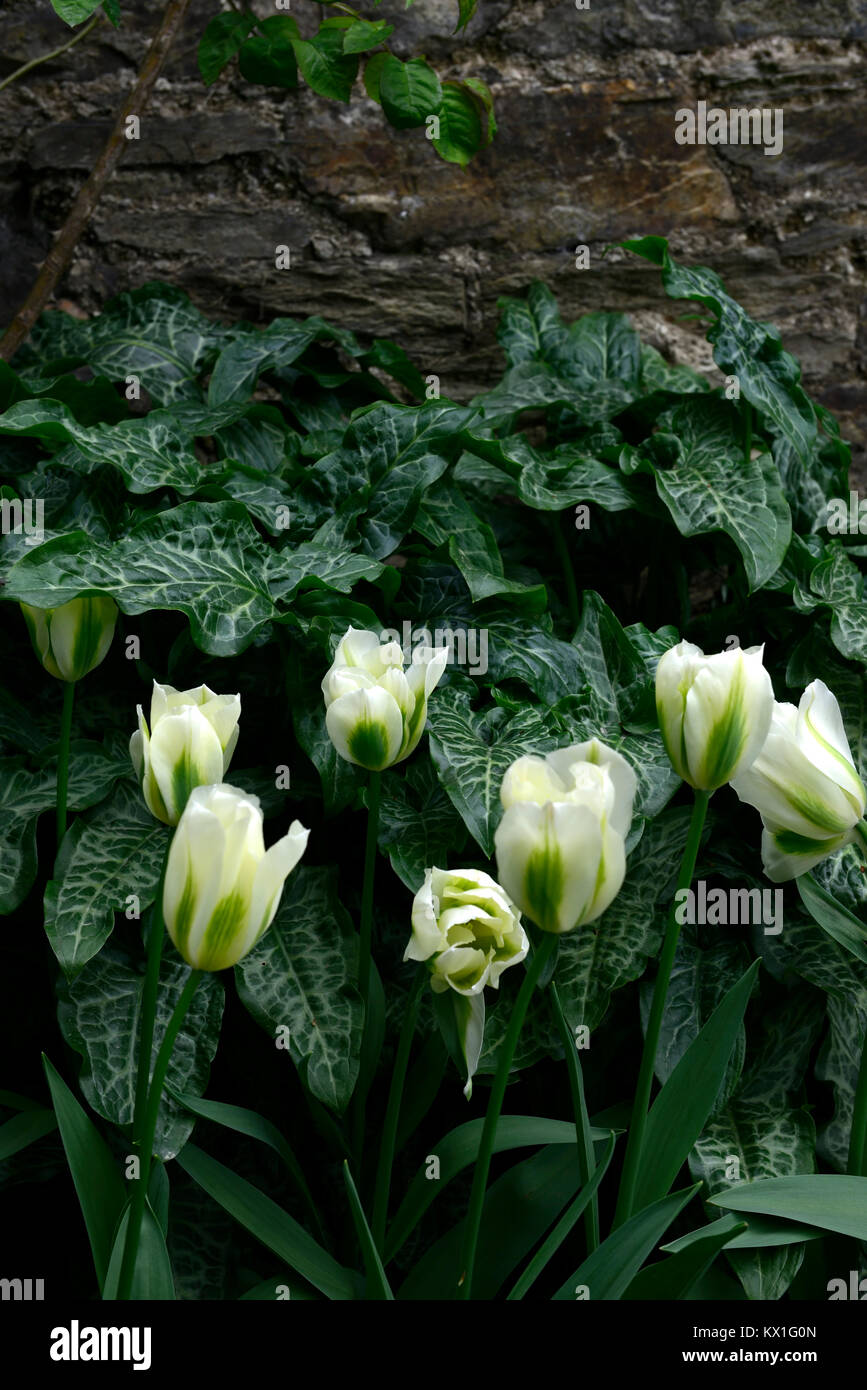 Tulipa deirdre,tulip,tulipani,verde e bianco,fiore,fiori,fioritura,arum italicum subsp italicum marmoratum,SYN,arum italicum pictum,verde,Bianco,piano Foto Stock