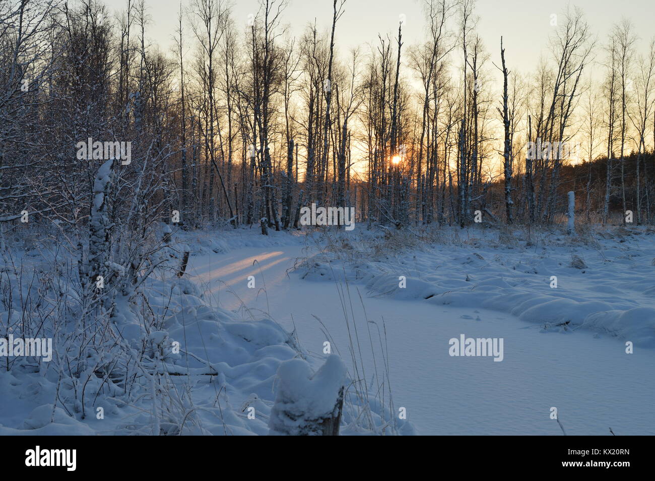 Inverno mattina sole splende attraverso gli alberi della foresta di neve Foto Stock