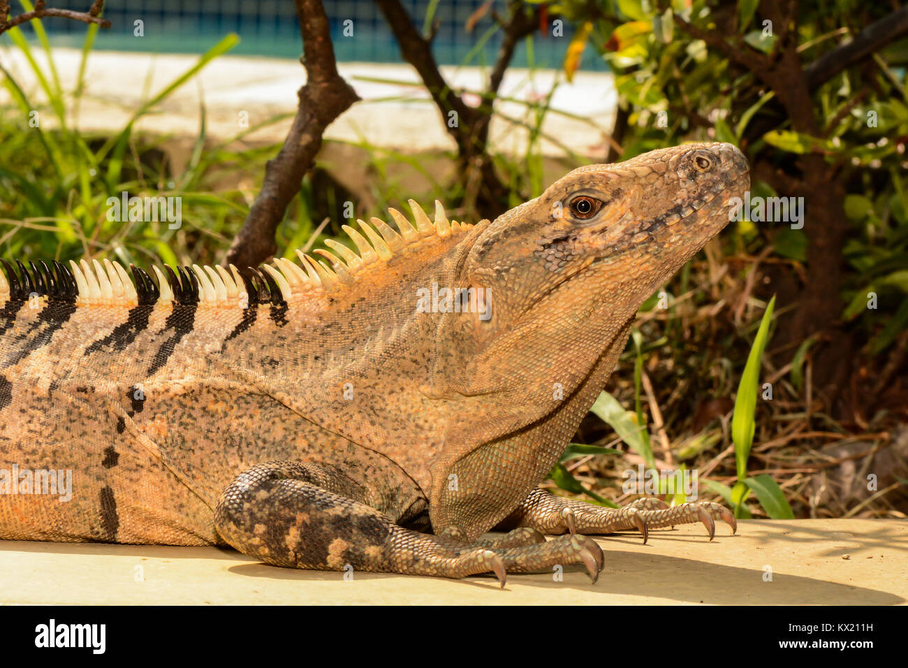 Una chiusura di una coda spinosa Iguana in un resort in Costa Rica. Foto Stock