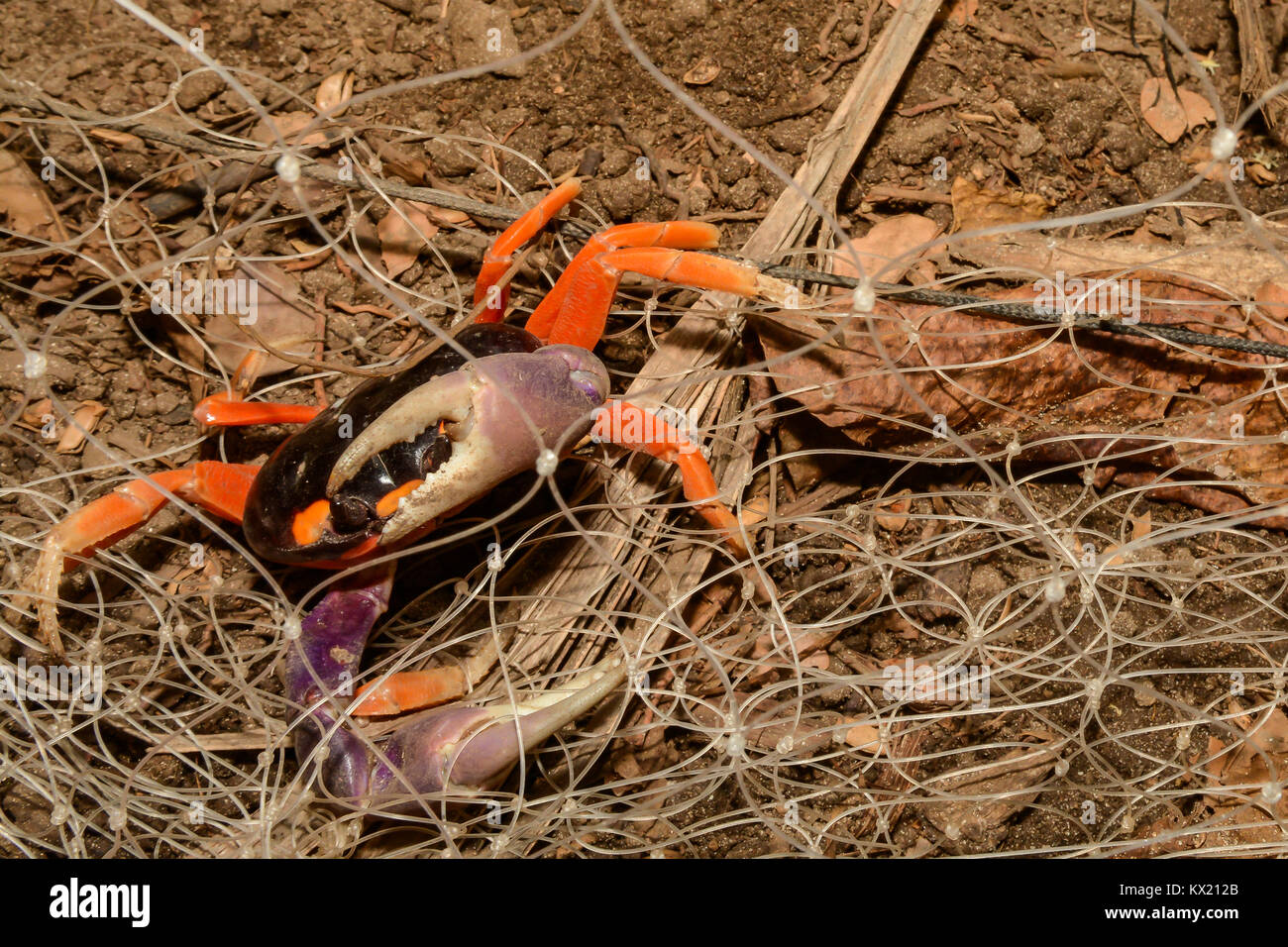Una luna di Halloween Crab impigliato in un recinto in Costa Rica. Foto Stock
