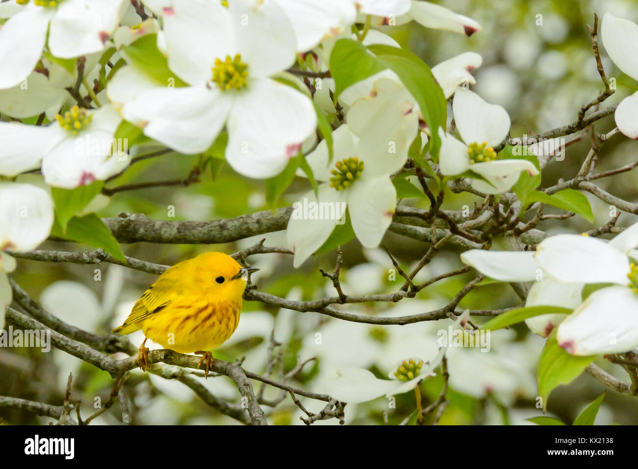 Un trillo giallo in una fioritura sanguinello albero in stagno Squantz Connecticut. Foto Stock