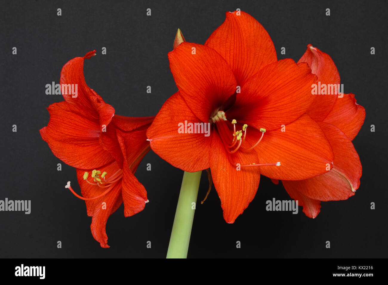Amaryllis - dettaglio del fiore superbo Foto Stock