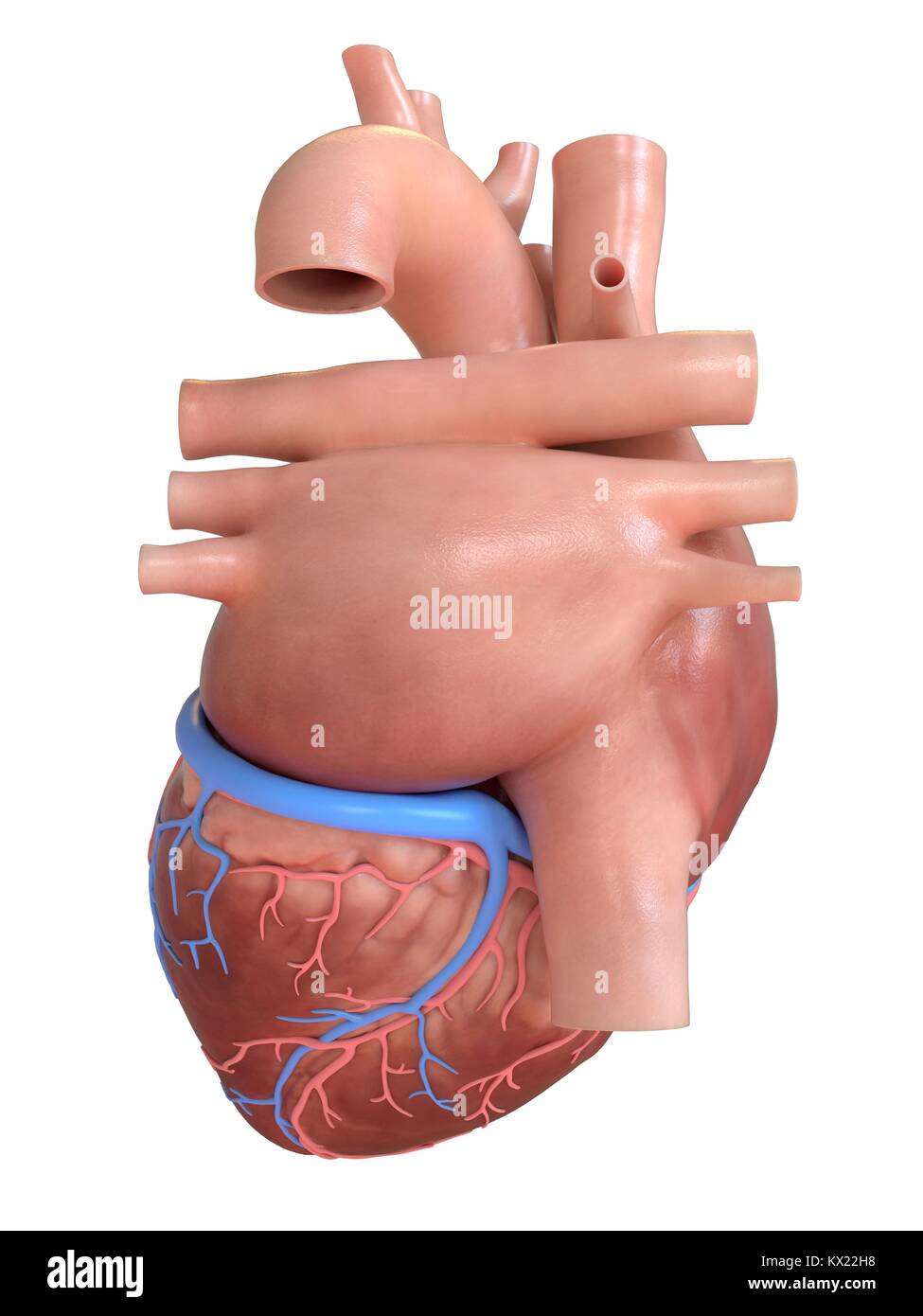 Cuore umano vista posteriore, illustrazione. Foto Stock