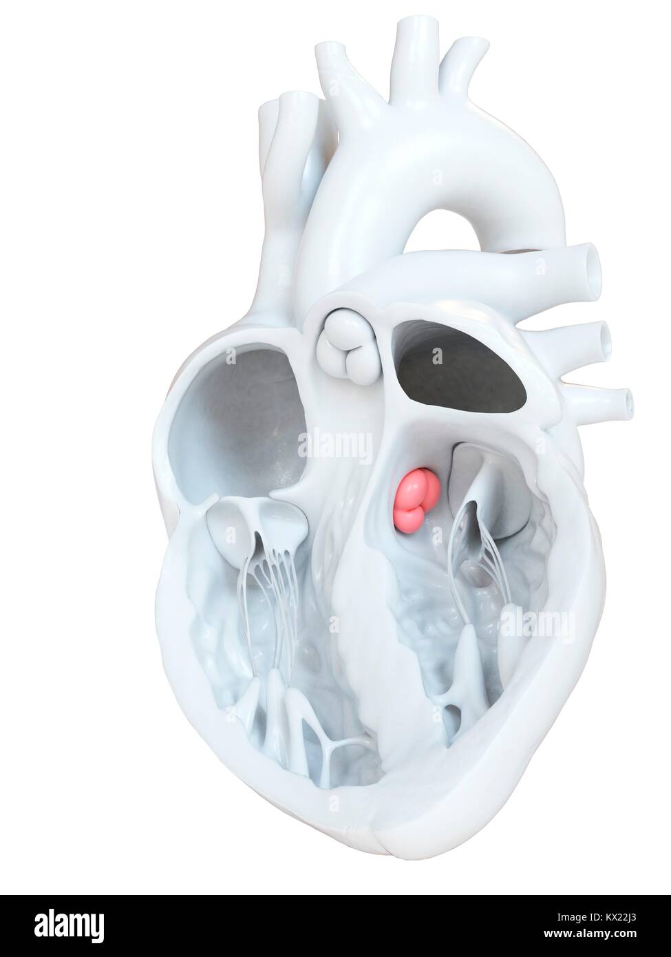 Cuore umano che mostra la valvola aortica, sezione illustrazione. Foto Stock
