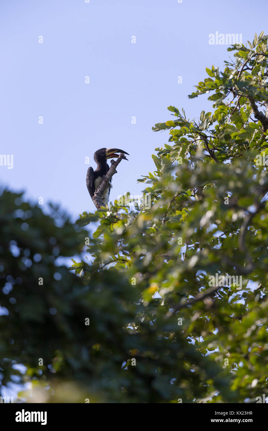 African pied hornbill Tockus fasciatus, maschio adulto, giocando con il ramo in foresta, Pirang Forest Park, il Gambia in novembre. Foto Stock