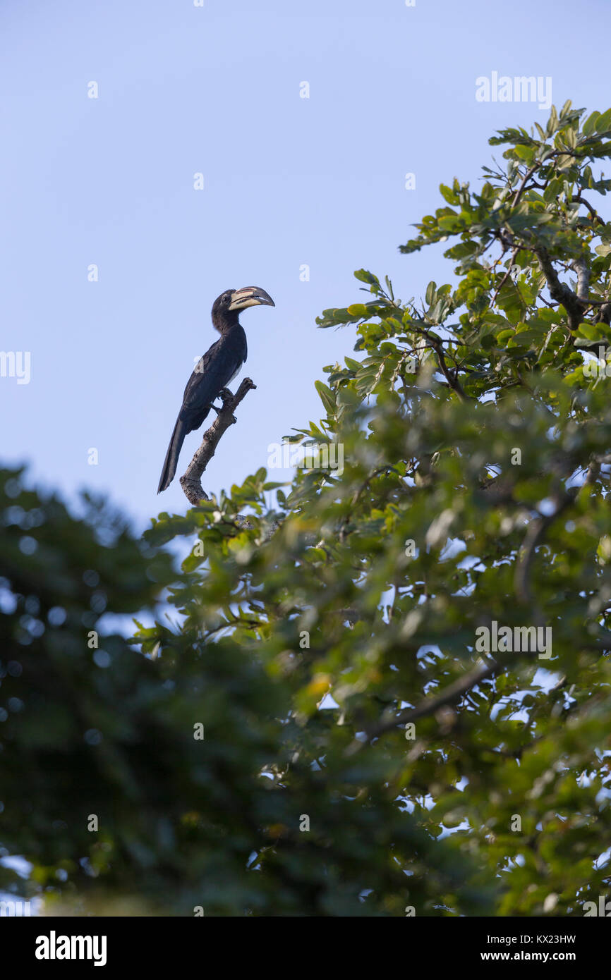 African pied hornbill Tockus fasciatus, maschio adulto, arroccato nella foresta, Pirang Forest Park, il Gambia in novembre. Foto Stock