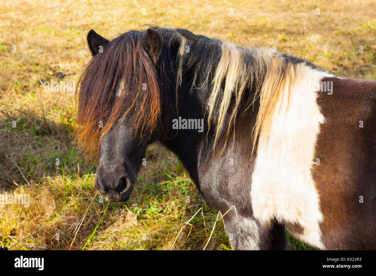 Colorato marrone e bianco a cavallo con un lungo ciuffo Foto Stock
