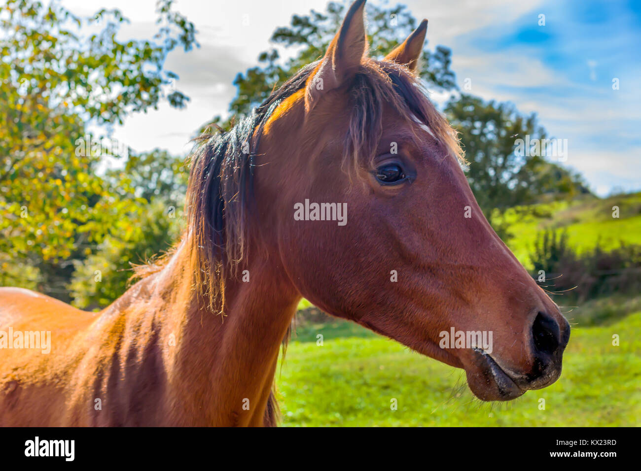 Marrone profilo cavallo contro il campo verde e azzurro del cielo. Asturias, Spagna Foto Stock