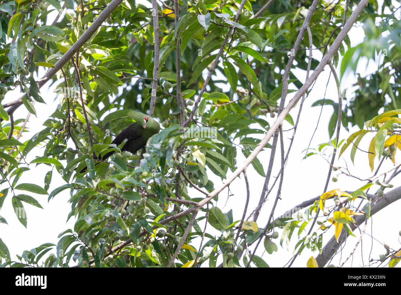 Green's Turaco Tauraco persa, adulto, arroccato in albero canopy, Abuko National Park, il Gambia in novembre. Foto Stock