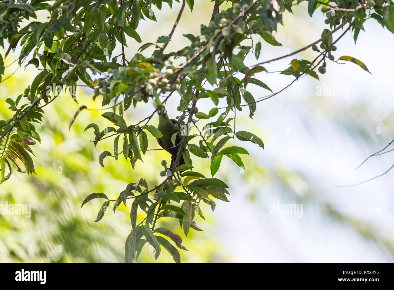 Green's Turaco Tauraco persa, adulto, alimentando in albero canopy, Abuko National Park, il Gambia in novembre. Foto Stock
